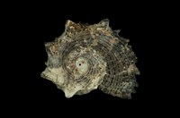 藏品(棘冠螺)的圖片